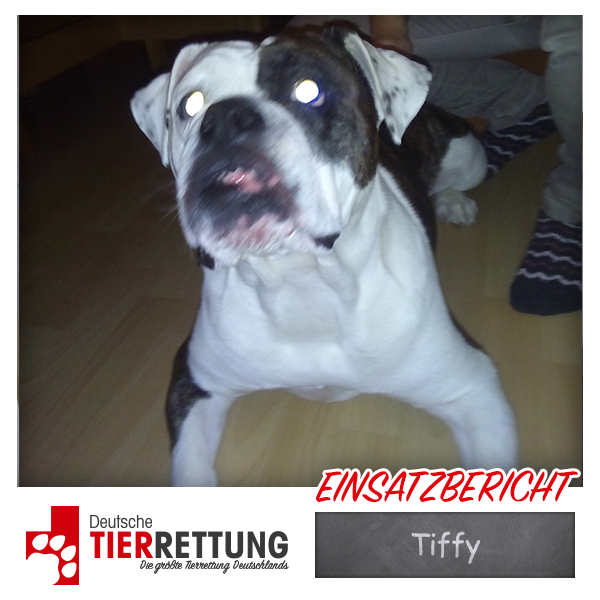 Tierrettung Einsatz: Tiffy in Dortmund