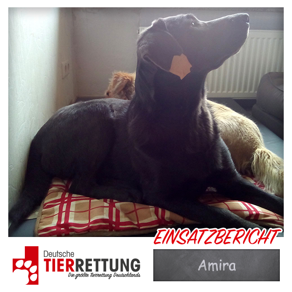 Tierrettung Einsatz: Amira in Dortmund