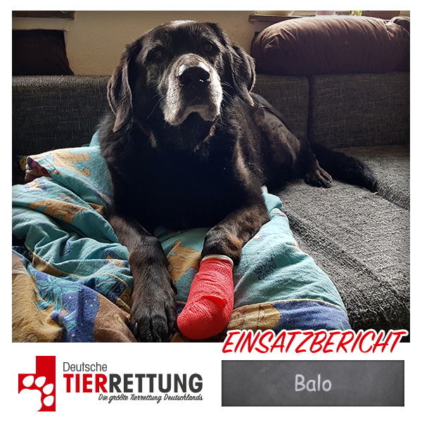 Tierrettung Einsatz: Balo in Witten