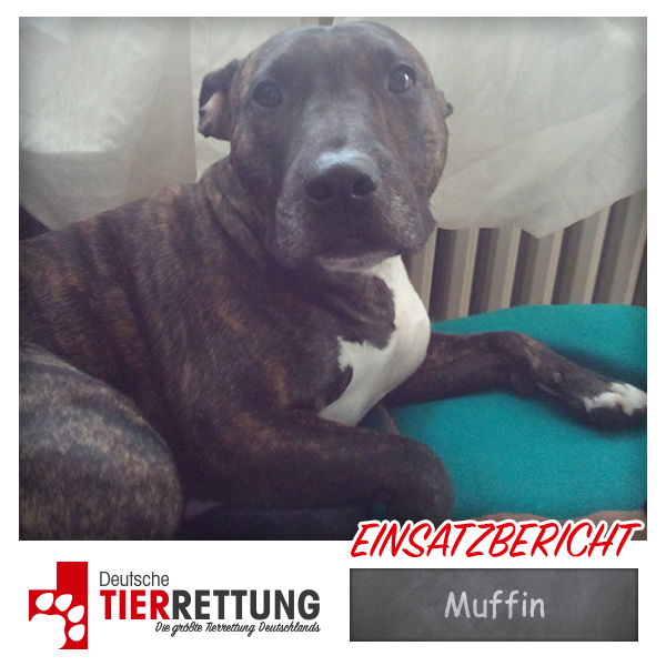 Tierrettung Einsatz: Muffin in Gladbeck