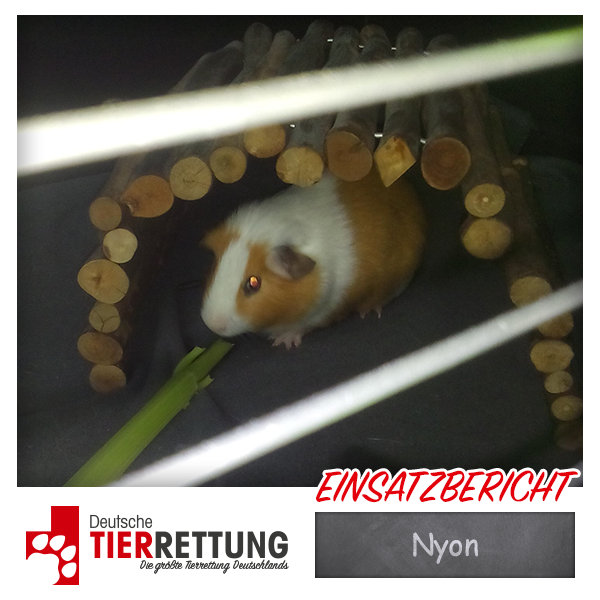 Tierrettung Einsatz: Nyon in Dortmund