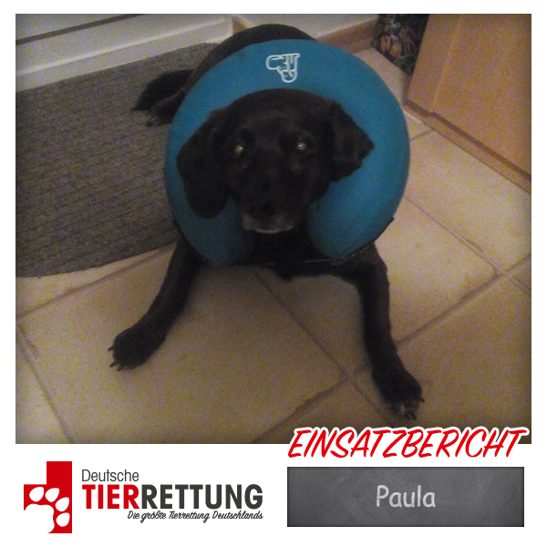 Tierrettung Einsatz: Paula in Bochum