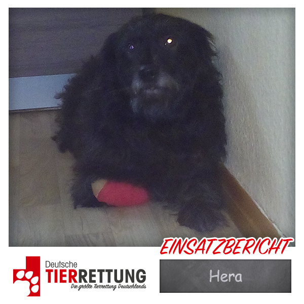 Tierrettung Einsatz: Hera in Dortmund