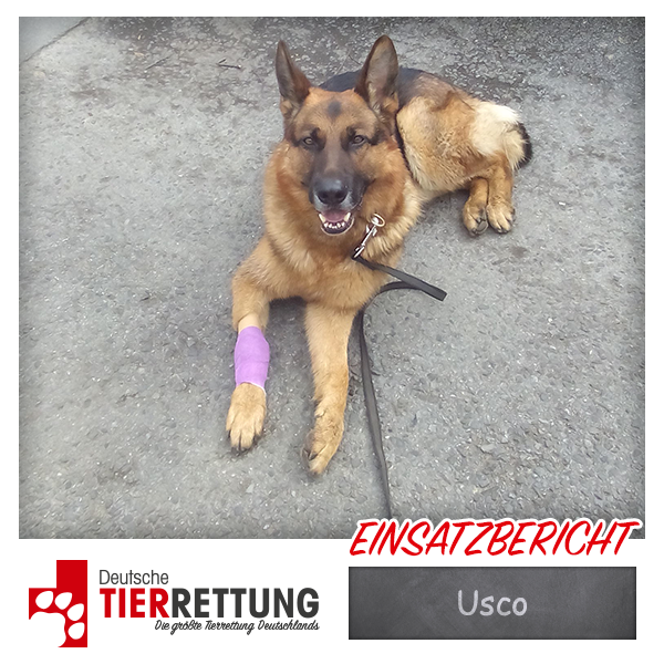 Tierrettung Einsatz: Usco in Dortmund