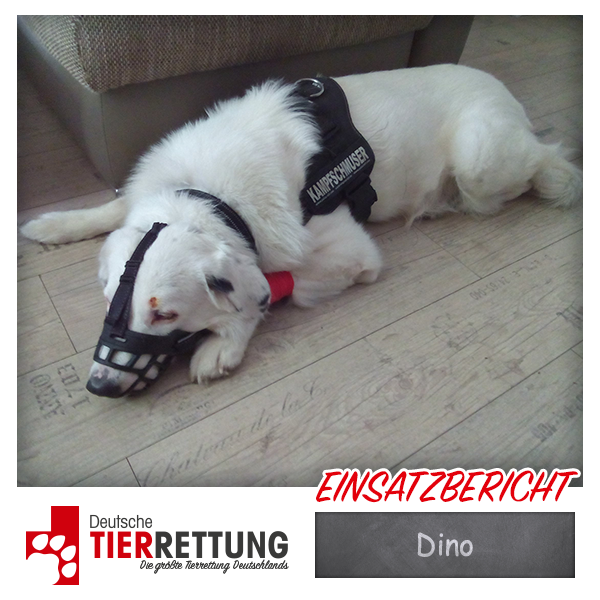 Tierrettung Einsatz: Dino in Bochum