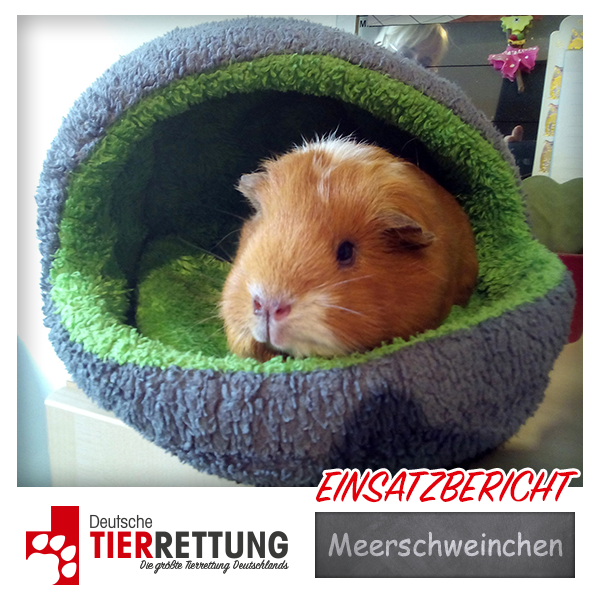 Tierrettung Einsatz: Meerschweinchen in Lünen