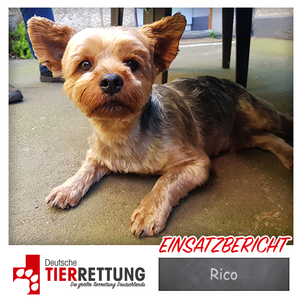 Tierrettung Einsatz: Rico in Recklinghausen