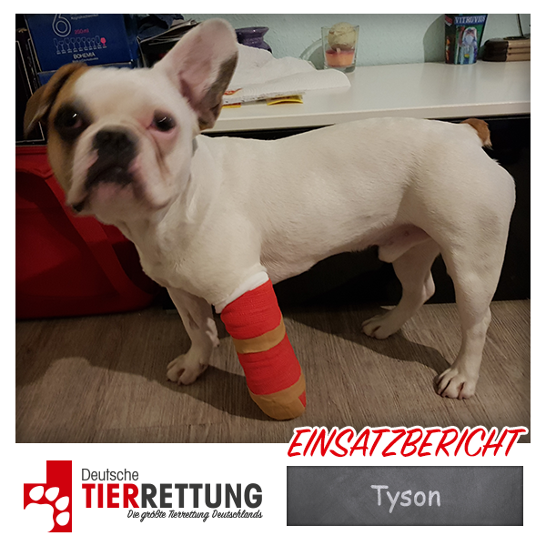 Tierrettung Einsatz: Tyson in Gelsenkirchen