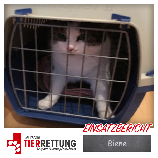 Tierrettung Einsatz: Biene in Essen